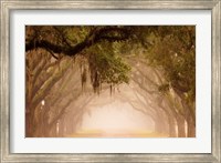Georgia, Savannah, Wormsloe Plantation Drive In The Early Morning Fog Fine Art Print