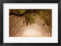 Georgia, Savannah, Wormsloe Plantation Drive In The Early Morning Fog Fine Art Print