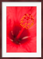 Hawaii, Kauai, Detail Of Hibiscus Flower Fine Art Print