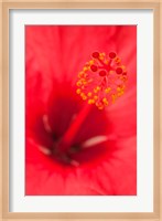 Hawaii, Kauai, Detail Of Hibiscus Flower Fine Art Print