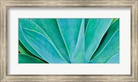 Kauai, Hawaii, Panorama Of Agave Fine Art Print