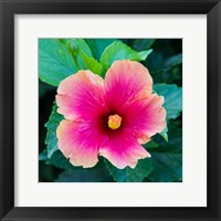 Tropical Hibiscus Flower, Maui, Hawaii Fine Art Print