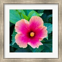 Tropical Hibiscus Flower, Maui, Hawaii Fine Art Print