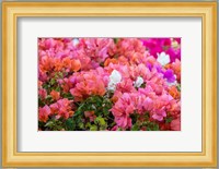 Bougainvillea Flowering, Kihei, Maui, Hawaii Fine Art Print