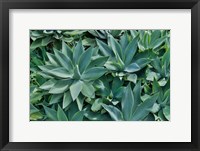 Agave Kula Botanical Gardens, Upcountry, Maui, Hawaii Fine Art Print