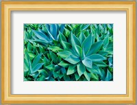 Agave Kula Botanical Gardens, Upcountry, Maui, Hawaii Fine Art Print