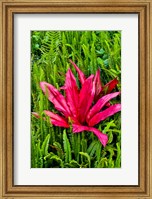 Tea Plant And Ferns, Kula Botanical Gardens, Upcountry, Maui, Hawaii Fine Art Print