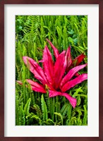 Tea Plant And Ferns, Kula Botanical Gardens, Upcountry, Maui, Hawaii Fine Art Print