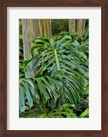 Split Leaf Philodendron And Rainbow Eucalyptus Tree, Kula Botanical Gardens, Maui, Hawaii Fine Art Print