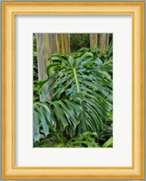 Split Leaf Philodendron And Rainbow Eucalyptus Tree, Kula Botanical Gardens, Maui, Hawaii Fine Art Print