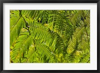 Kula Botanical Gardens, Upcountry, Maui, Hawaii Fine Art Print