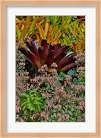 Bromeliad Planting On Hillside, Upcountry, Maui, Hawaii Fine Art Print