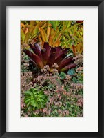 Bromeliad Planting On Hillside, Upcountry, Maui, Hawaii Fine Art Print
