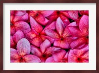 Plumeria Flower Grouping, Maui, Hawaii Fine Art Print