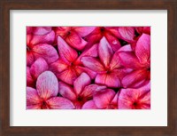 Plumeria Flower Grouping, Maui, Hawaii Fine Art Print
