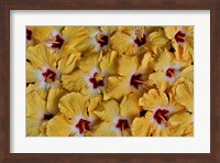 Yellow Hibiscus Flower Grouping, Maui, Hawaii Fine Art Print