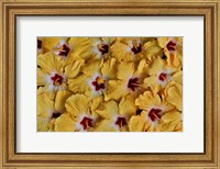 Yellow Hibiscus Flower Grouping, Maui, Hawaii Fine Art Print