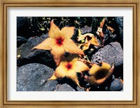 Starfish Flowers, Hawaii Fine Art Print