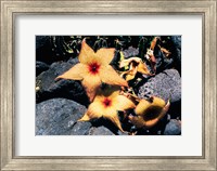 Starfish Flowers, Hawaii Fine Art Print