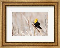 Idaho, Market Lake Wildlife Management Area, Yellow-Headed Blackbird On Cattail Fine Art Print