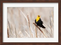 Idaho, Market Lake Wildlife Management Area, Yellow-Headed Blackbird On Cattail Fine Art Print