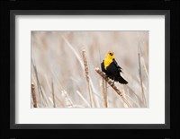 Idaho, Market Lake Wildlife Management Area, Yellow-Headed Blackbird On Cattail Fine Art Print