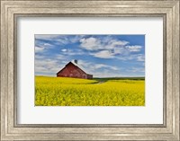 Red Barn In Canola Field Near Genesee, Idaho, Fine Art Print