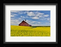 Red Barn In Canola Field Near Genesee, Idaho, Fine Art Print