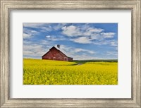 Red Barn In Canola Field Near Genesee, Idaho, Fine Art Print