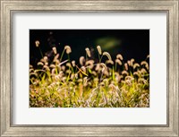 Backlit Grass Seedhead Fine Art Print