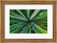 Close-Up Of Yucca Plant Leaves Fine Art Print