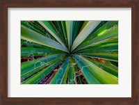Close-Up Of Yucca Plant Leaves Fine Art Print