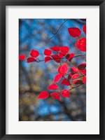 Red Leaves On Tree Branch Against Blue Sky Fine Art Print