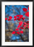 Red Leaves On Tree Branch Against Blue Sky Fine Art Print