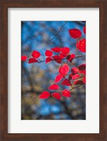 Red Leaves On Tree Branch Against Blue Sky Fine Art Print