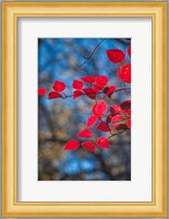 Red Leaves On Tree Branch Against Blue Sky Fine Art Print