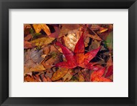 Fall Foliage Fine Art Print