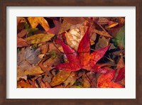 Fall Foliage Fine Art Print