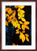 Sunlight Filtering Through Colorful Fall Foliage Fine Art Print