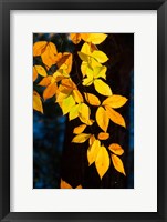 Sunlight Filtering Through Colorful Fall Foliage Fine Art Print
