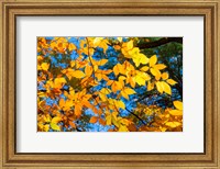 Sunlight Filtering Through Colorful Fall Foliage 1 Fine Art Print