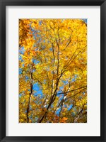 Sunlight Filtering Through Colorful Fall Foliage 2 Fine Art Print