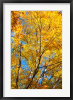 Sunlight Filtering Through Colorful Fall Foliage 2 Fine Art Print