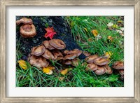 Golden Honey Mushrooms On Oak Trunk, Michigan Fine Art Print