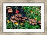 Golden Honey Mushrooms On Oak Trunk, Michigan Fine Art Print