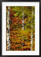 Fall Color On The Keweenaw Peninsula, Michigan Fine Art Print