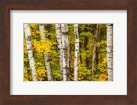 Michigan, Upper Peninsula, Fall Colors Fine Art Print