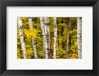 Michigan, Upper Peninsula, Fall Colors Fine Art Print