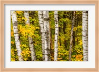 Michigan, Upper Peninsula, Fall Colors Fine Art Print