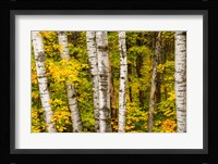 Michigan, Upper Peninsula, Fall Colors Fine Art Print